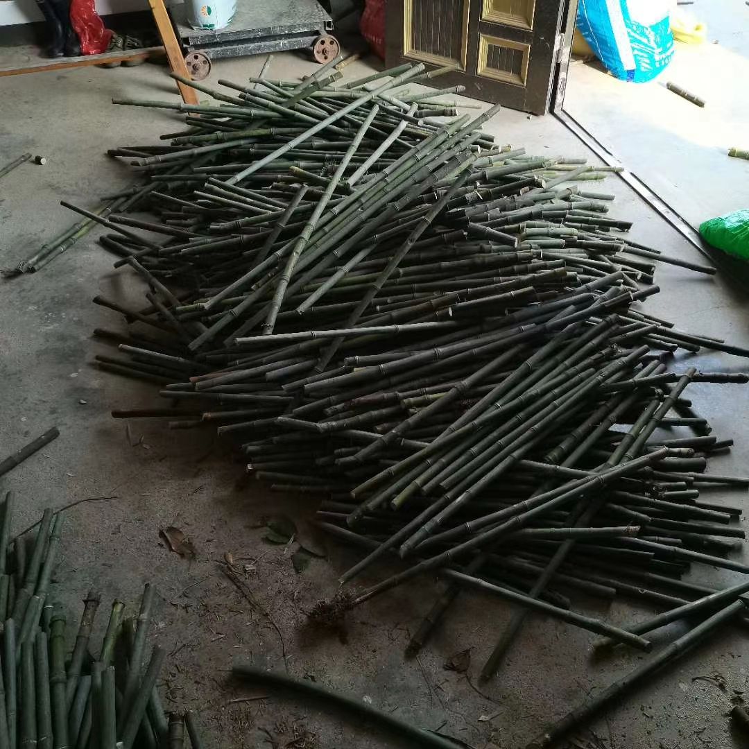 实心竹