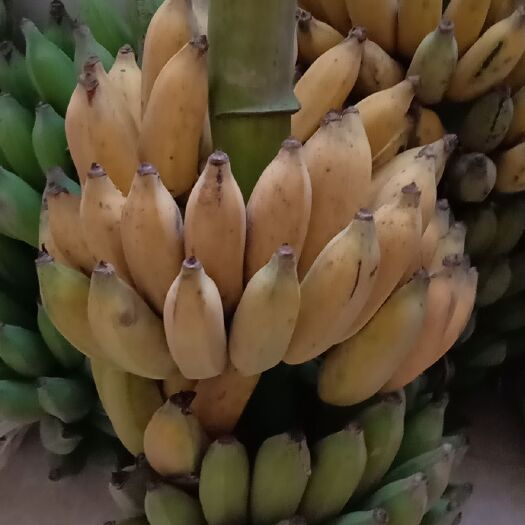 隆林县小米蕉 广西小米焦