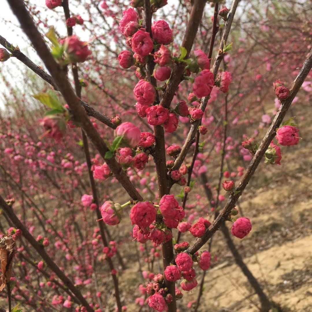 紅葉榆葉梅 重瓣榆葉梅 規(guī)格齊全 量大優(yōu)惠