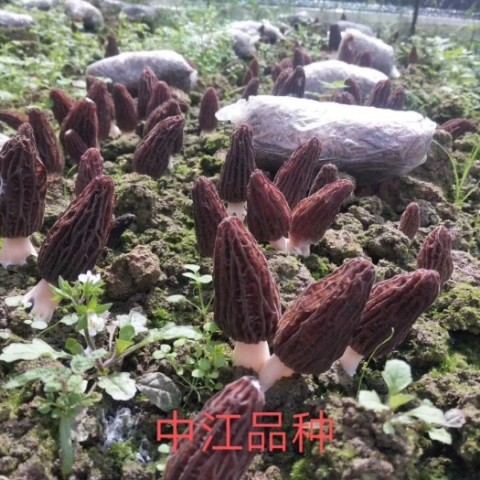 绵阳羊肚菌菌种 欢迎预订羊肚菌六妹系列品种