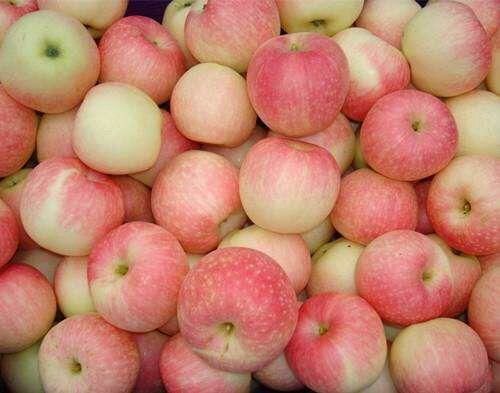 绥中县 大量苹果滞销🍎🍎🍎