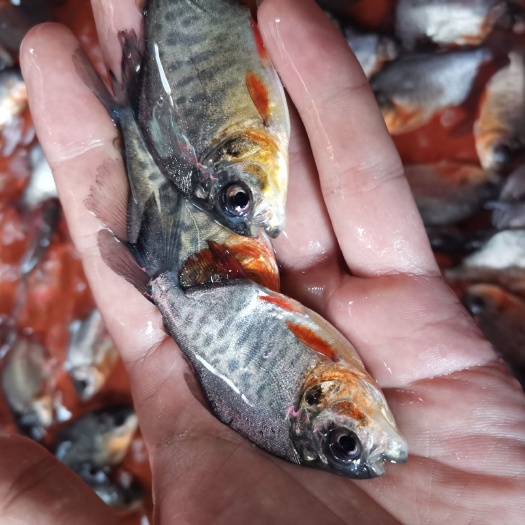 南宁大量供应杂交鲳鱼苗，金鲳鱼苗，白鲳鱼苗，养殖基地一手货源。