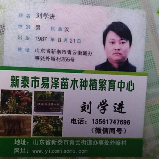新泰市新疆吊干杏树苗坐果率高！含糖量高！耐旱耐寒！口感极好！
