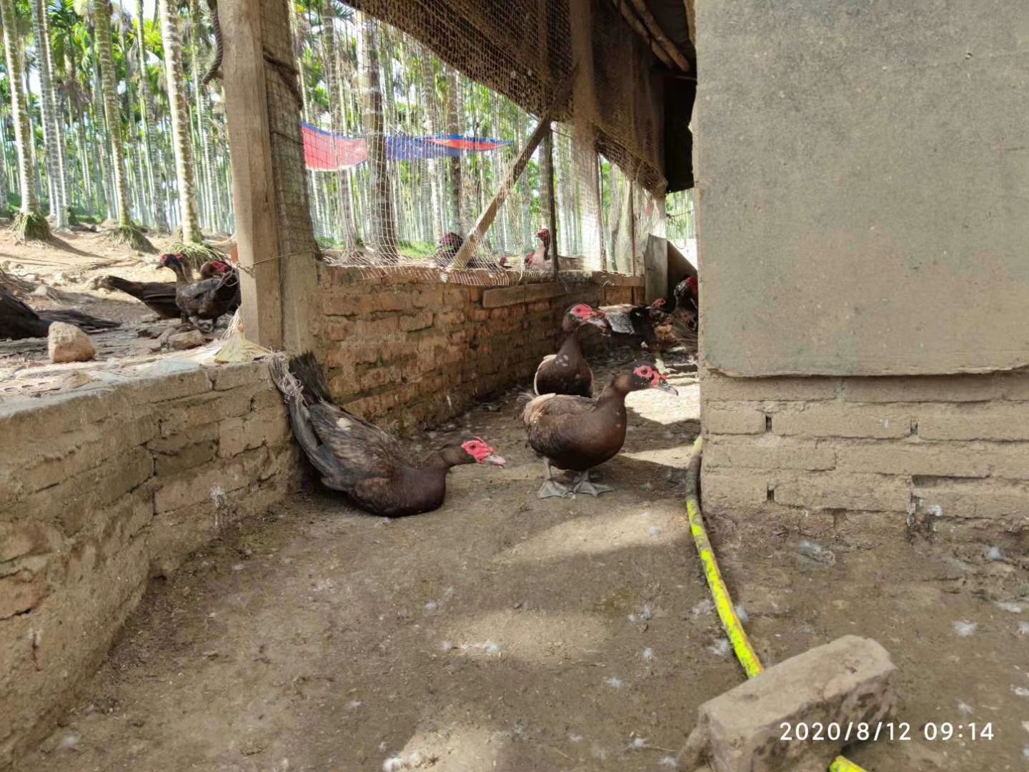  老黑潘鸭