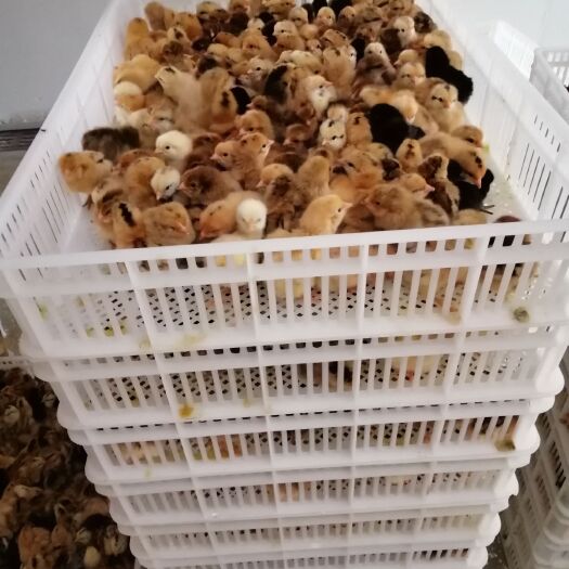 日照蛋鸡苗 改良土鸡
