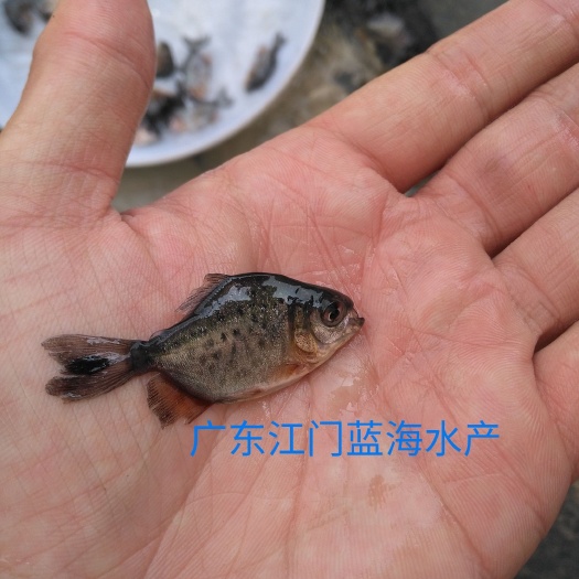 江门 鲳鱼苗淡水白鲳苗