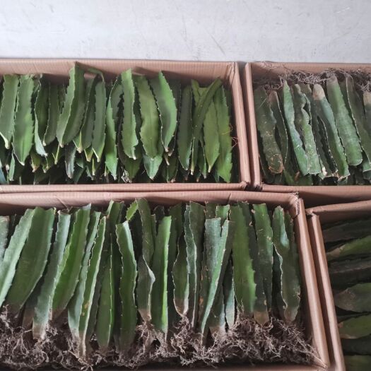 沭阳县 红心火龙果苗，基地直销，价格实惠！