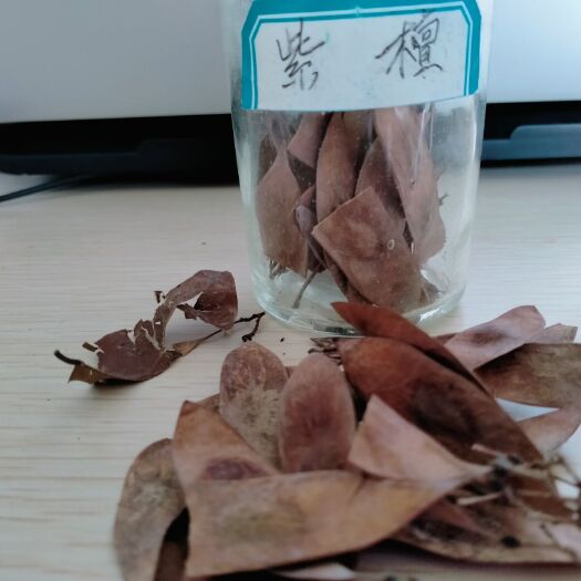 九江小叶紫檀盆栽 长年供应紫檀种子