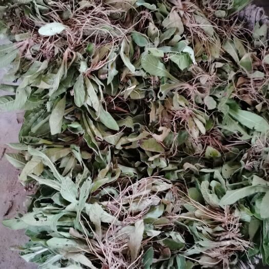 化州市 鲜地胆草