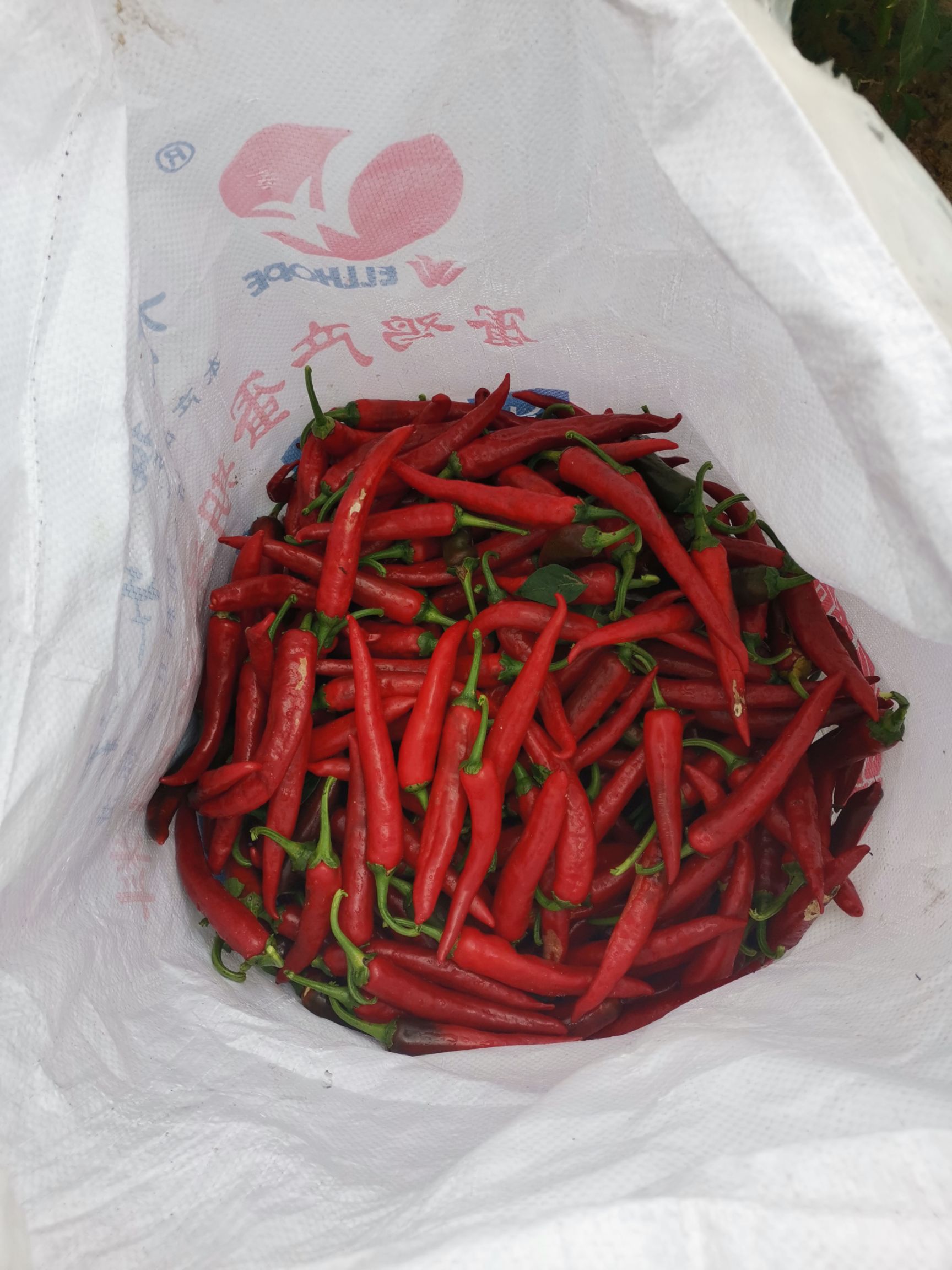  出售千金红辣椒，色素，天然