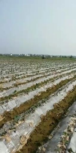 万年县天目山小香薯苗 坚持双赢，小香薯大卖
