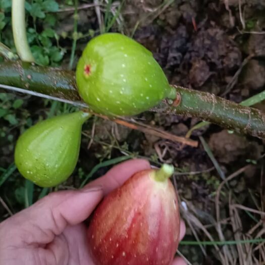 汉中波姬红无花果苗急将上市，有需要的可以预定了