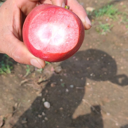 平邑县红肉苹果树苗  【现挖现发】红肉苹果苗：包品种.产地直销包邮