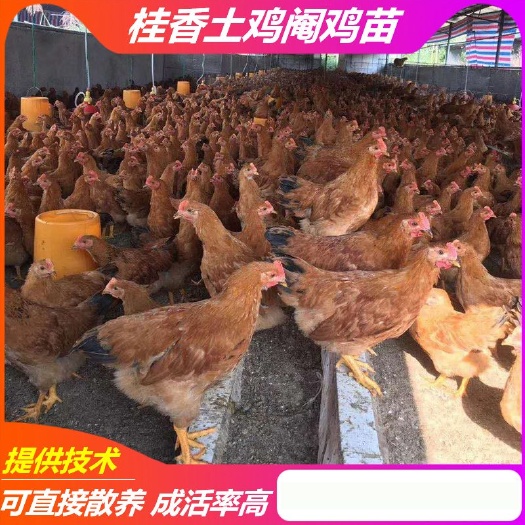 南宁脱温阉鸡苗灵山桂香阉鸡半大清远麻阉鸡线鸡扇鸡太监鸡