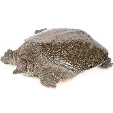 【精品甲鱼】生态老甲鱼长期供应， 大量下单