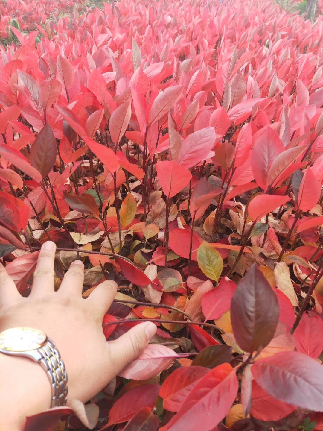黑果花楸 黑果腺肋花楸 不老梅黑果花楸扦插苗
