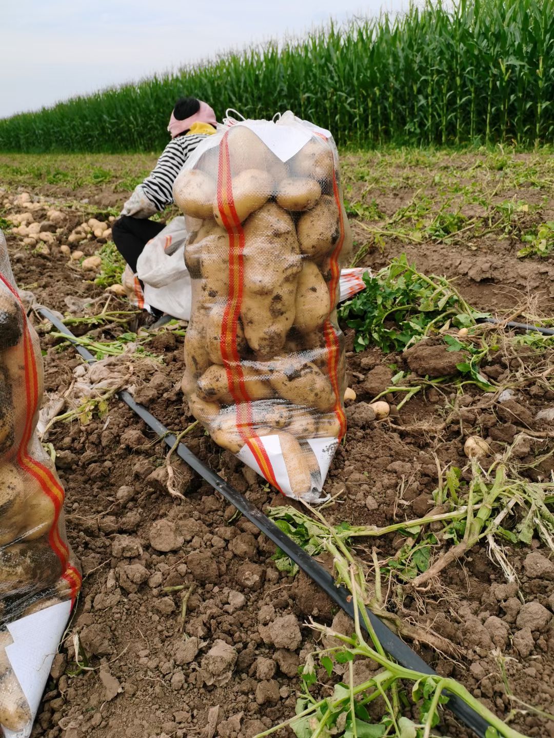 荷兰15号土豆 精品大个荷兰十五，食堂专用货，要的联系