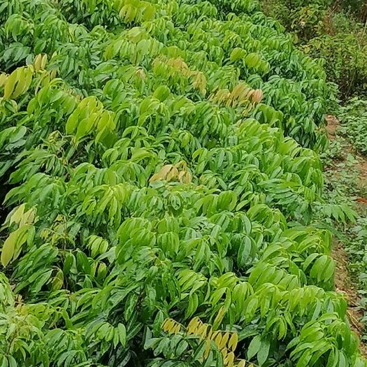 桂味荔枝苗