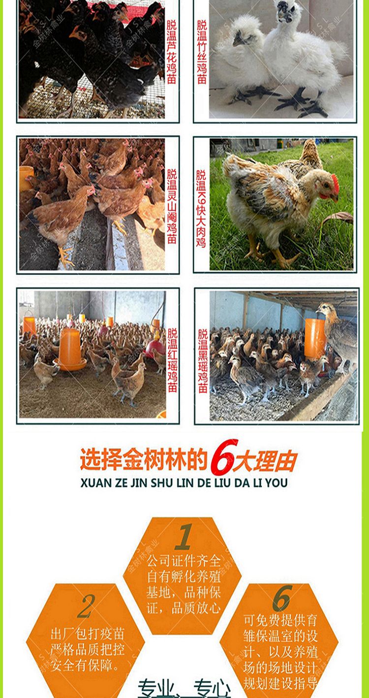 脱温阉鸡苗灵山桂香阉鸡半大清远麻阉鸡线鸡扇鸡太监鸡