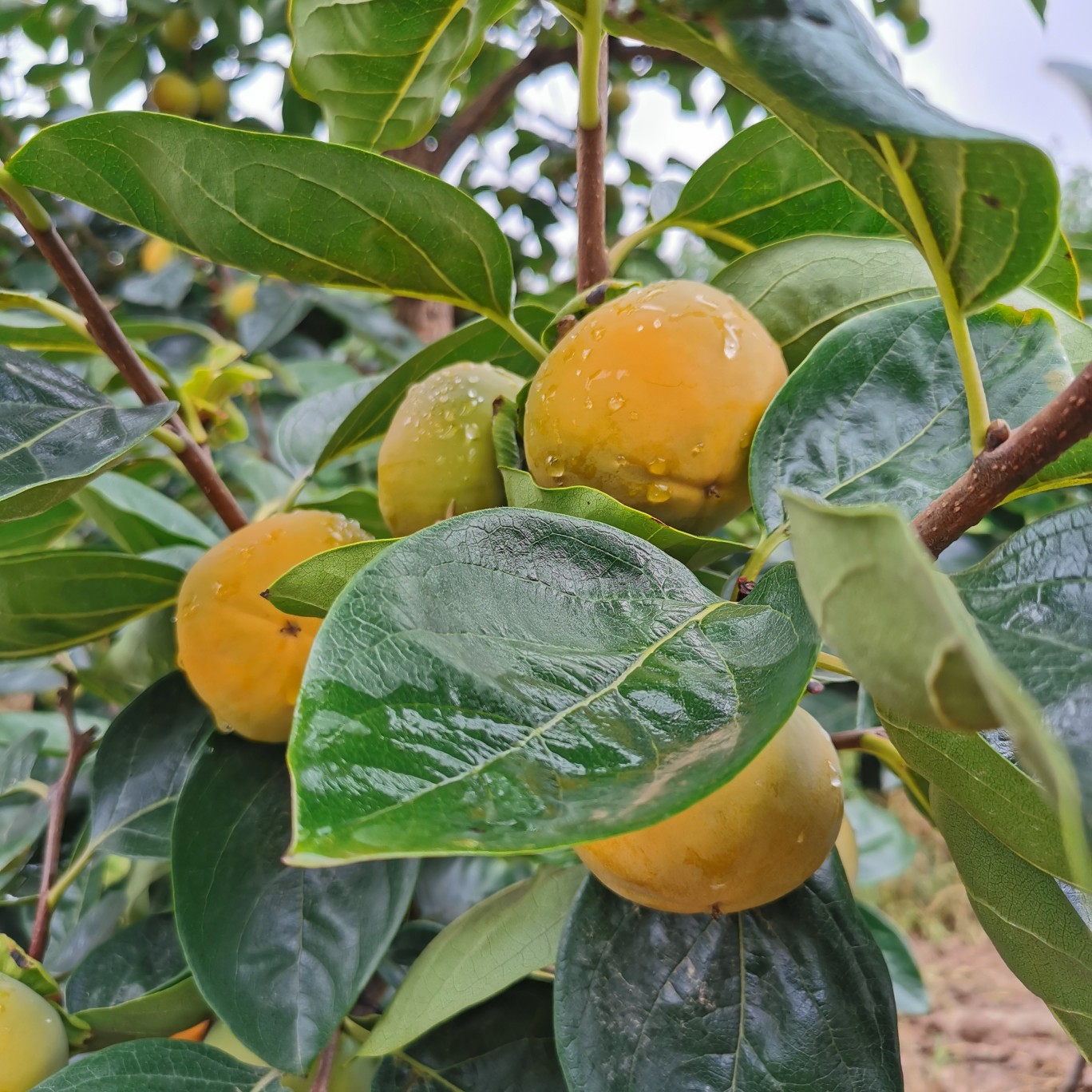 柿子  2021阳丰脆柿开园预售