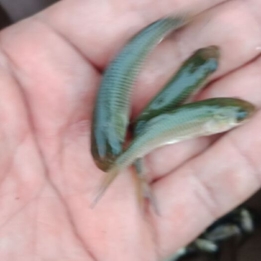 北川县 鱼苗，各种规格的鱼苗及垂钓鱼。