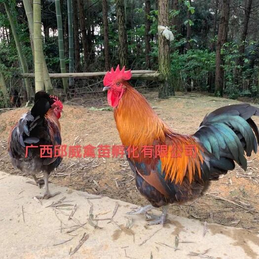 贵阳 纯黑瑶鸡苗，黑瑶鸡苗，良凤花鸡苗，全国发货包打疫苗