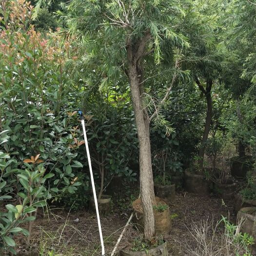 阳朔县 大量出售:红枫  紫叶李  紫薇  樱花  红千层  桂花树