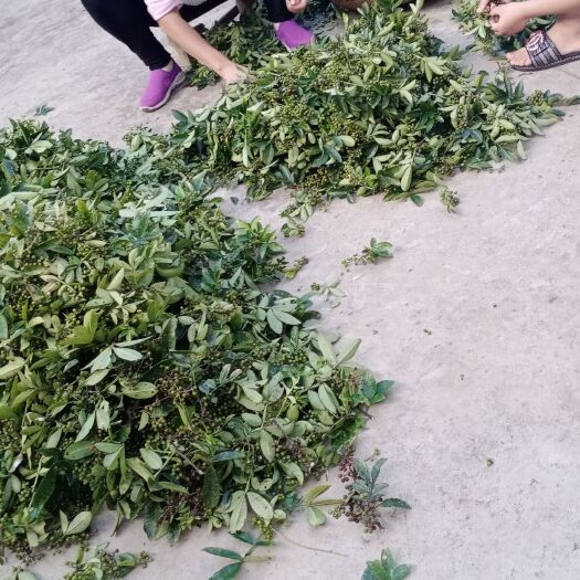 永善县 云南农家青花椒，绿色健康无污染，无喷洒农药