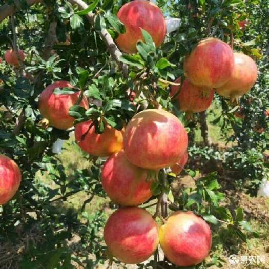 巩义市 突尼斯软籽石榴提前预定了
