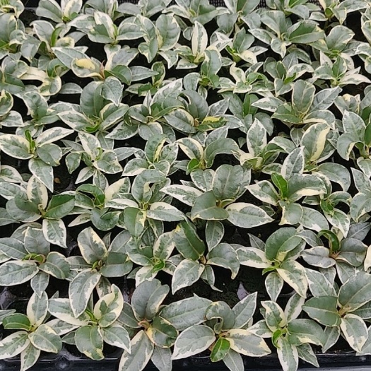 广州黑金刚盆栽  花金刚榕树科橡皮树穴盘苗 印度榕观叶植物桌面小盆栽
