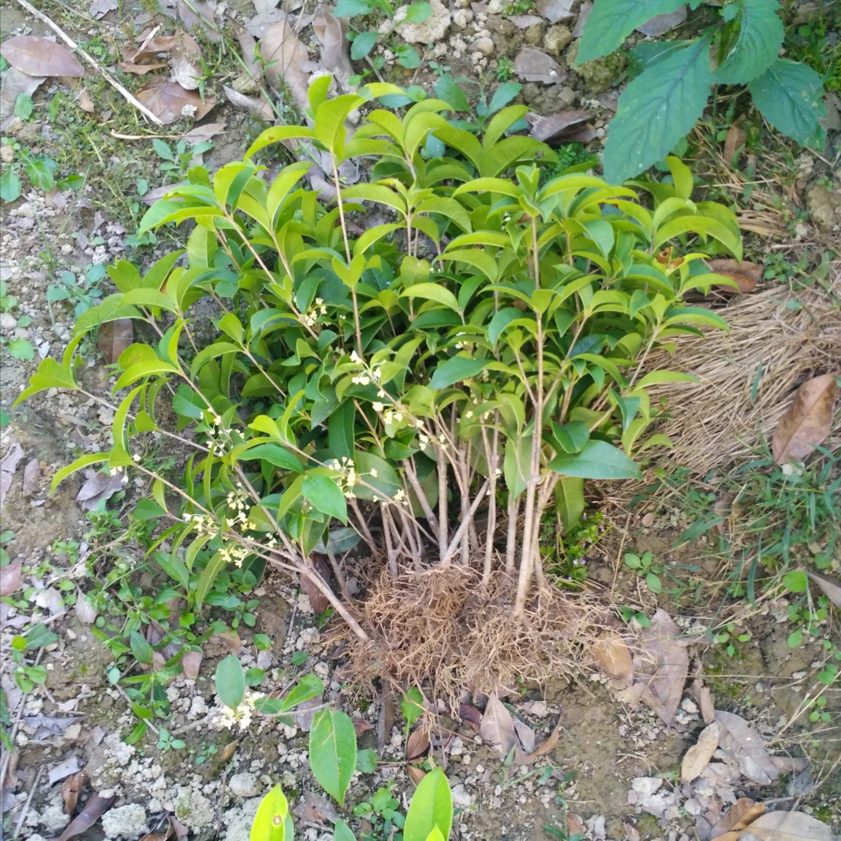 苗圃直销桂花树四季桂 月桂 月月桂 盆栽四季桂树苗批发价包邮