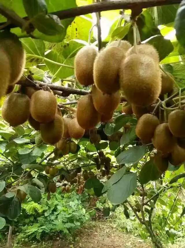 黄心猕猴桃 太白山脚下，水质好，空气清新，甘甜雨露，昼夜温差大，日照时间