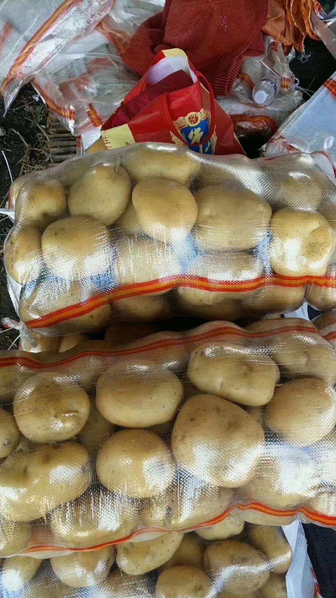  大量供应土豆品种有ⅴ7，中暑5号，荷兰十五