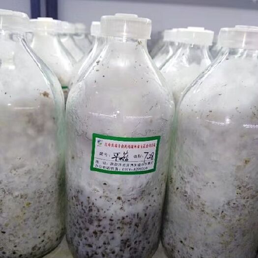 汉中平菇菌种  工厂自主研发“平菇”“榆黄蘑”123级种
