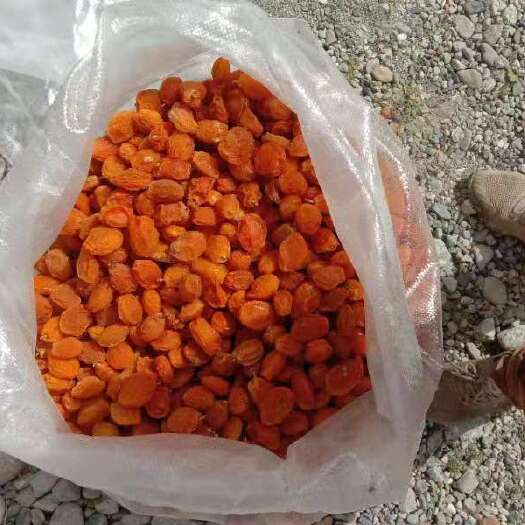 喀什市 帕米尔高原金杏干