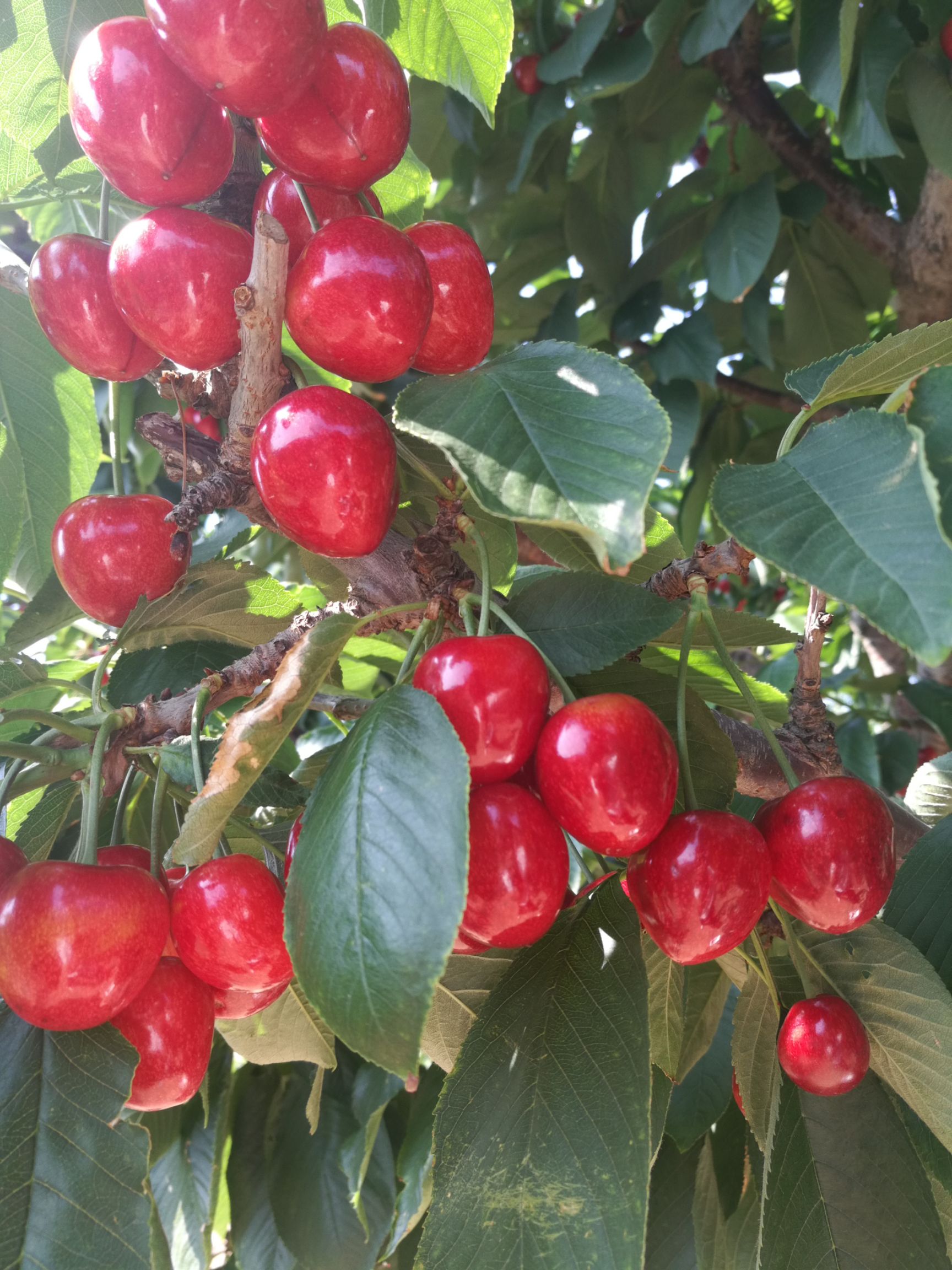 俄罗斯8号樱桃苗 靠实力说话,诚信,质量,价位.