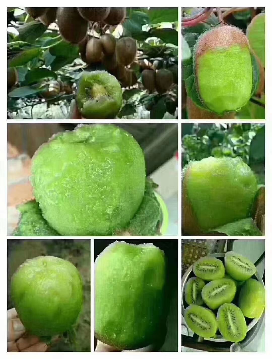  翠香猕猴桃