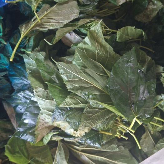 陆良县青贮蛋白桑 我只想把质量做到让我的客户满意。