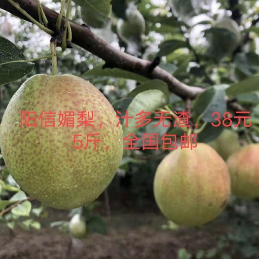 阳信县 阳信富硒媚梨。汁多无渣，地头直供，一级果38元5斤（12个）