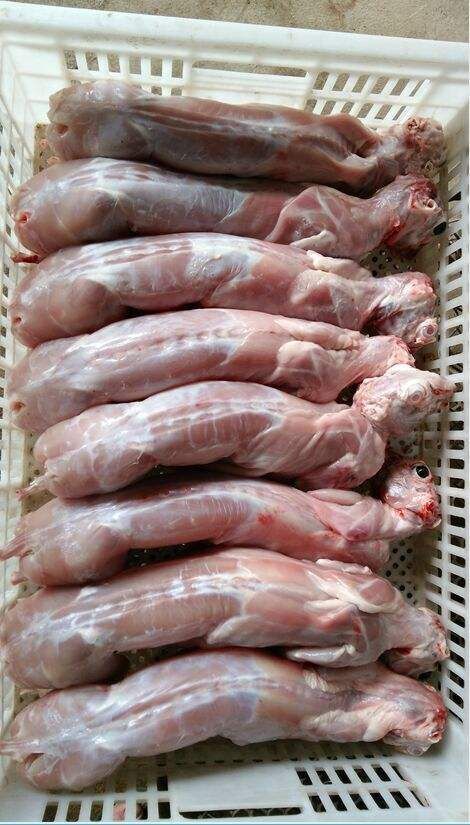 颍上县现杀新鲜兔肉，比利时肉兔，伊拉兔白条，兔头