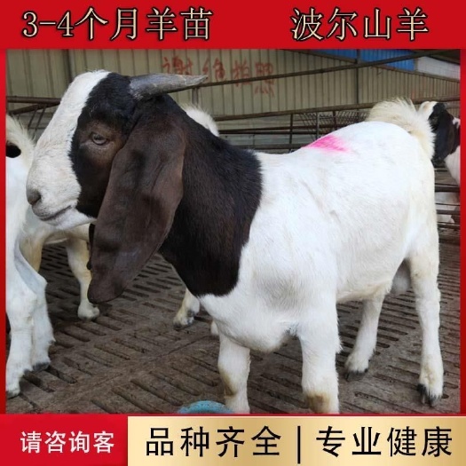 沭阳县 波尔山羊活体纯种波尔山羊种羊怀孕母羊成年山羊苗送养殖技术