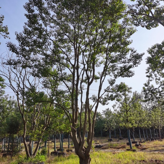 荆门 单杆 丛生乌桕 大量供应