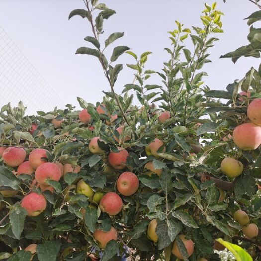 图木舒克 新疆助农苹果香梨苹果原产地一手货源