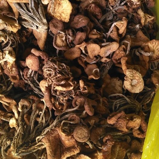 安康茶树菇