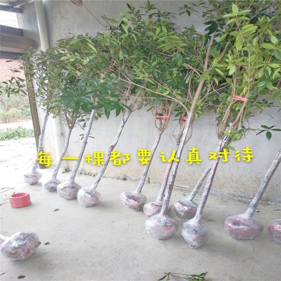 桂花树金桂庭院别绿化桂花树桂花树苗