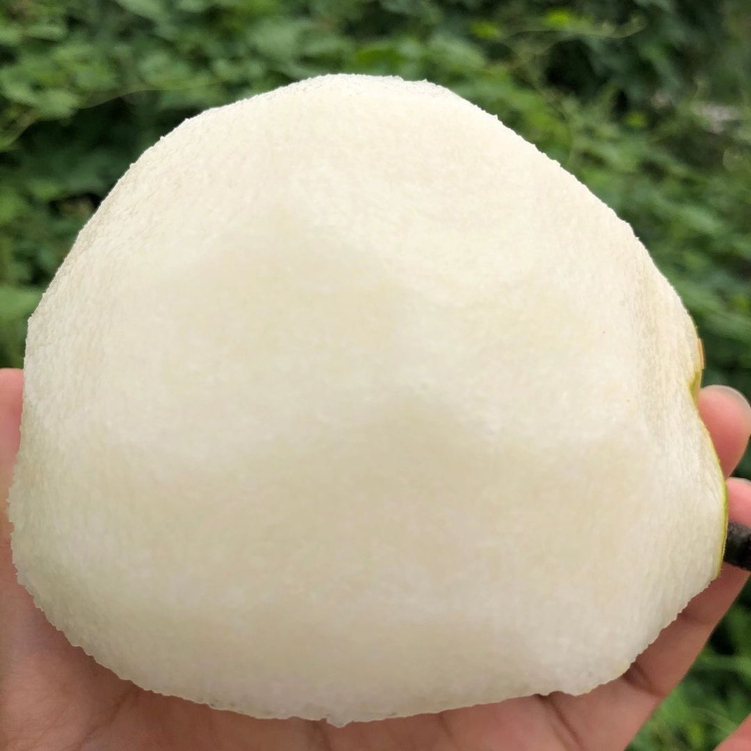  华山梨