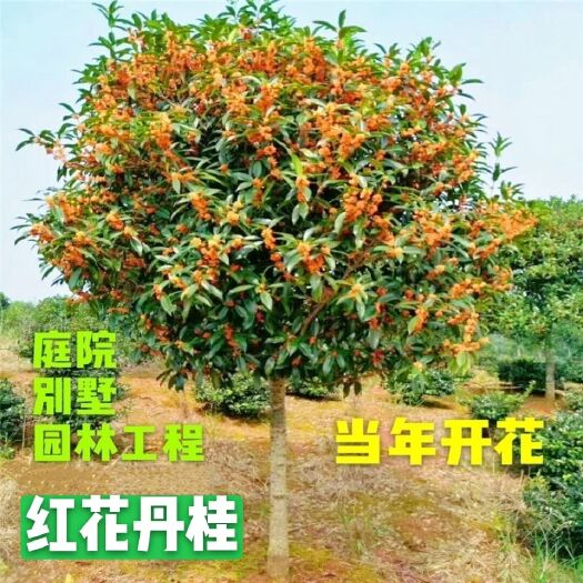 丹桂  状元红红桂 血桂 庭院别墅绿化桂花树