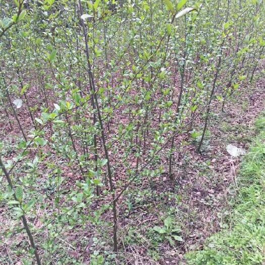 苍溪县桤木苗  四川白花桤木树苗一年栽树三年成林四年成材