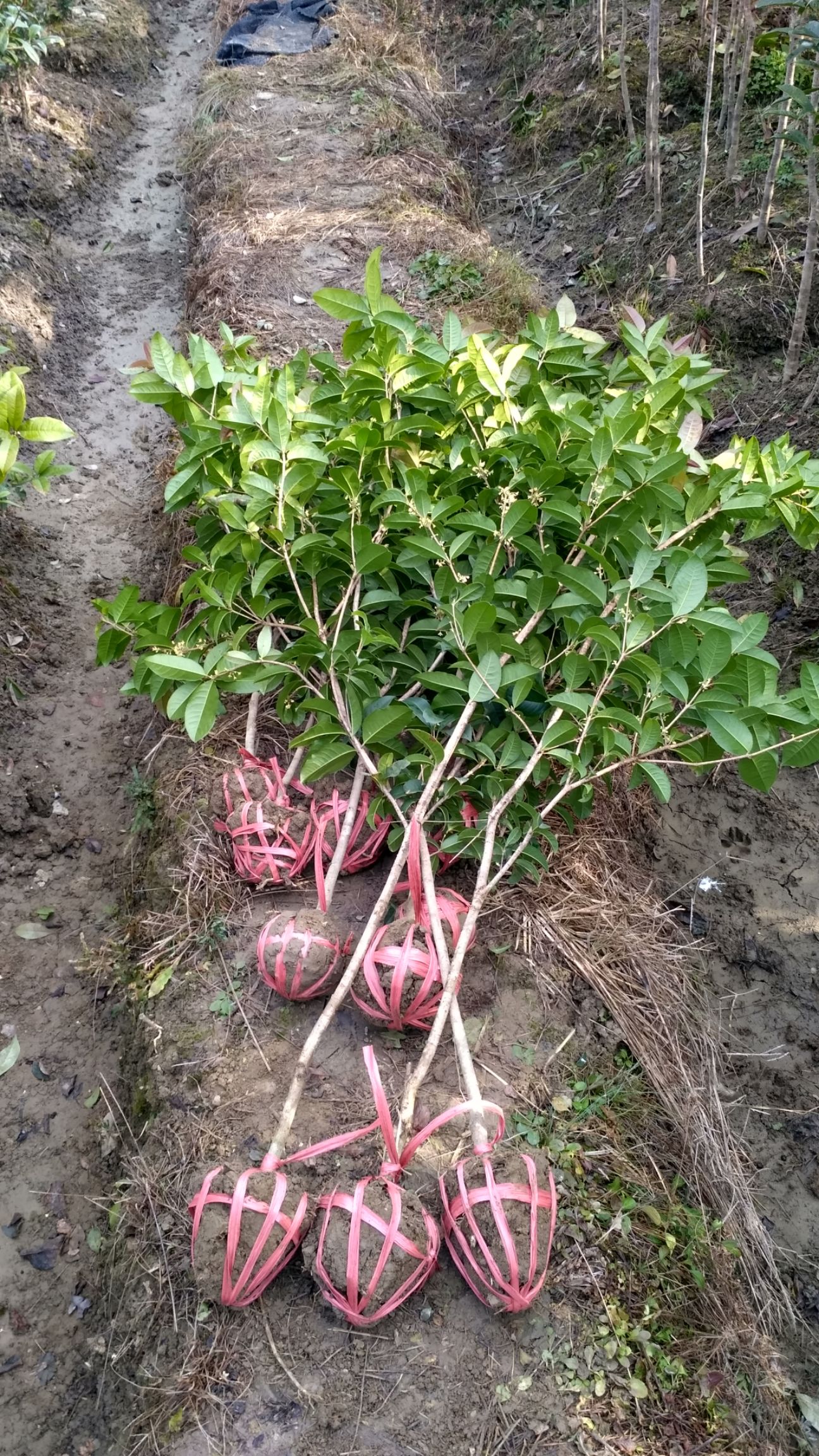 苗圃直销桂花树四季桂 月桂 月月桂 盆栽四季桂树苗批发价包邮