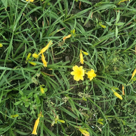 成都批发金娃娃萱草 大花萱草 常绿萱草地苗杯苗基地直销